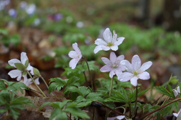 Hepatica nobilis. Bright blue spring flowers grow in the forest. Blue, white, pink flowers. Rare spring flowers.

