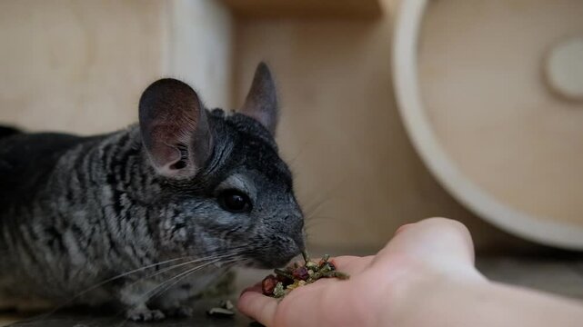 Adorable chinchilla gently takes food from a person's hand in a cozy indoor setting.