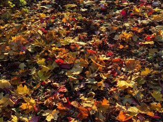 Autumn fall colorful leaves on the ground 