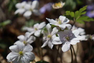 Hepatica nobilis. Bright blue spring flowers grow in the forest. Blue, white, pink flowers. Rare spring flowers.

