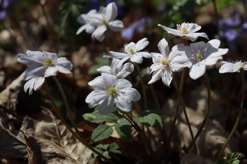 Hepatica nobilis. Bright blue spring flowers grow in the forest. Blue, white, pink flowers. Rare spring flowers.

