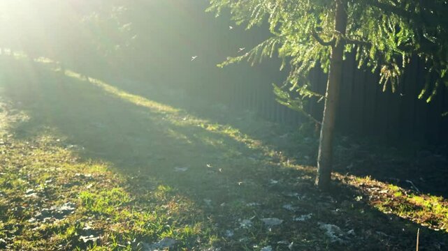 a gnat swirls over the green grass against the trees in the sunlight