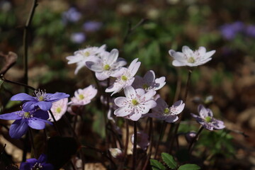 Obraz premium Hepatica nobilis. Bright blue spring flowers grow in the forest. Blue, white, pink flowers. Rare spring flowers.