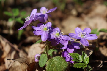 Hepatica nobilis. Bright blue spring flowers grow in the forest. Blue, white, pink flowers. Rare spring flowers.

