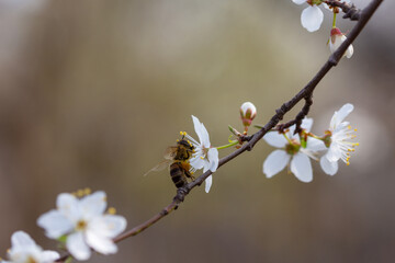 A bee collects nectar on a flowering branch of cherry plum.