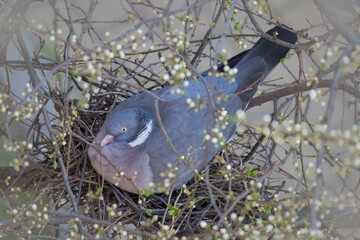 A common wood pigeon sits on the nest on a spring day between blossoms.