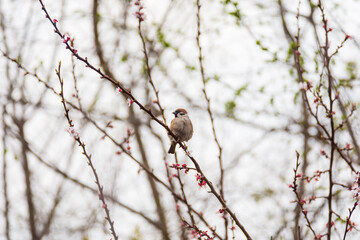 A cute little sparrow sits on a flowering apricot tree.