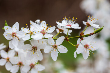 Beautiful delicate white flowers on a branch of cherry plum.