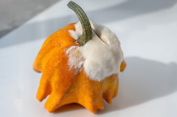 A mouldy pumpkin, revealing seeds and internal structure, against a bright background. Violation of...