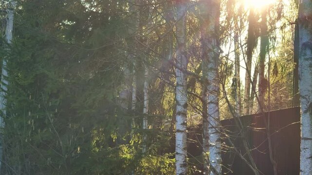 a gnat swirls over the green grass against the trees in the sunlight