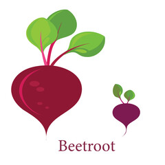  Beetroot Vegetable Illustration