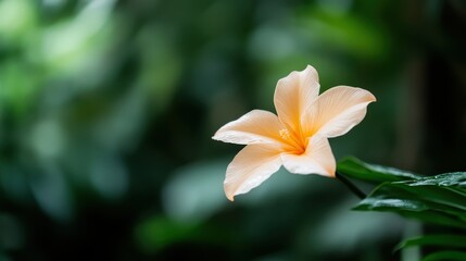 An enchanting peach flower delicately positioned against a green backdrop, capturing the essence of elegance and grace through its soft petals and vibrant hues within nature.