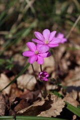 Hepatica nobilis. Bright blue spring flowers grow in the forest. Blue, white, pink flowers. Rare spring flowers.

