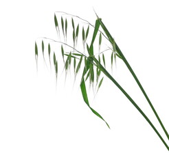 Fresh green grass with seeds isolated on white background and texture, clipping path