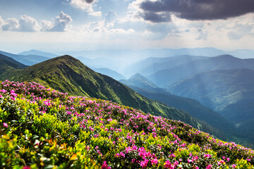 Spring mountain scenery with rolling green hills and bright pink rhododendrons in full bloom. Breathtaking nature view