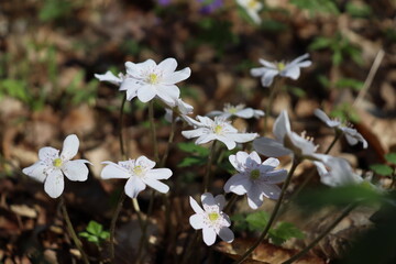 Hepatica nobilis. Bright blue spring flowers grow in the forest. Blue, white, pink flowers. Rare spring flowers.


