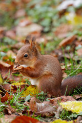 Ecureuil roux mangeant une noisette sur fond de paysage d'automne.