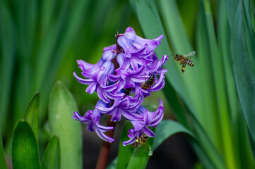 bee flies to a flower of a purple hyacinth in the garden