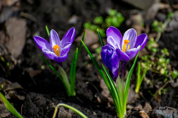 purple crocus flowers in the garden