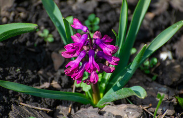  a blue hyacinth in the garden