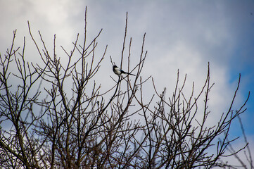 forty on a tree branch