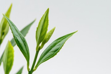 Fototapeta premium Fresh green plant leaves emerging against a soft white background, symbolizing growth