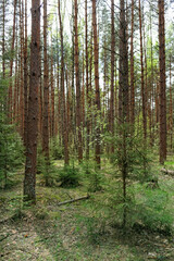 Pine forest, abstract natural background. forest scenery. harmony, idyllic landscape. Magical, Fairytale woodland. wildlife, travel concept. spring summer