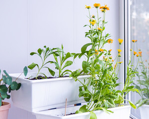 Container gardening, Balcony garden. White rectangular boxes with plant growth by window.