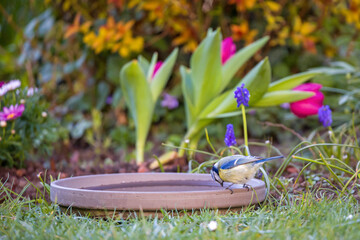 Fototapete bei efototapeten.de bestellen   