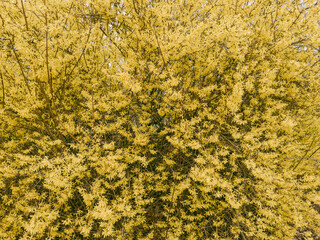 Blooming Forsythia Bush – Bright Yellow Flowers Symbolizing Spring and Renewal