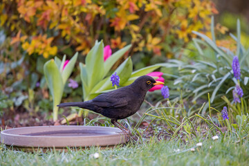 Fototapete bei efototapeten.de bestellen   