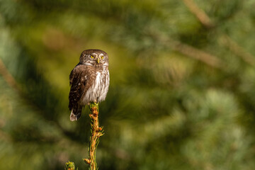 Eurasian pygmy owl (Glaucidium passerinum). Strigidae calmly perched while scanning surroundings. Coniferous woodland dominated by deep green bokeh. Gaze fixed on the photographer in golden light.