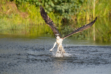 Osprey (Pandion haliaetus). Pandionidae lifting prey with powerful upward thrust. Calm stream bordered by vegetation. The fierce grip and symmetry draw the viewer into the drama.
