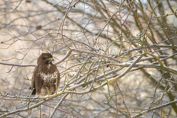 Common buzzard (Buteo buteo). Buzzard Waiting Hidden. Tangle of frosty branches in winter thicket. The natural framing and icy limbs create a camouflaged yet alert appearance.