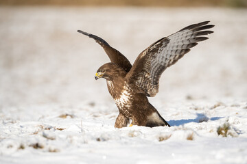 Common buzzard (Buteo buteo). Buzzard Preparing Takeoff. Snow-covered meadow in winter sun. The extended wings and tense posture capture a moment of frozen energy before flight.