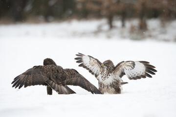 Common Buzzard (Buteo buteo). Accipitridae Confrontation Display. Open snowy landscape with two birds posturing face to face. Frozen intensity shows wild dominance interaction in winter.