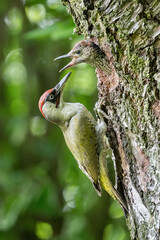 European Green Woodpecker (Picus viridis). Picidae Feeding Chick. Nest cavity in textured tree bark with soft forest bokeh. Expressive moment of wild parental care in natural harmony.
