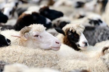 Herd of sheep on mountain farm close up. Animal photography