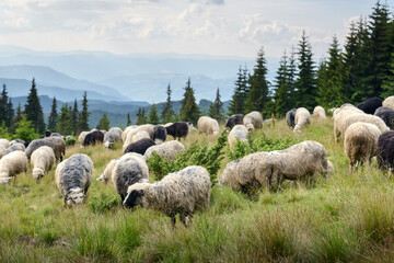 Fototapeta premium Herd of sheep on green pasture in summer mountains. Landscape photography