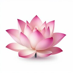 pink lotus flower