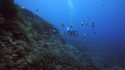A SCUBA Diver swims along a reef covered with Seagrass in the Mediterranean Sea