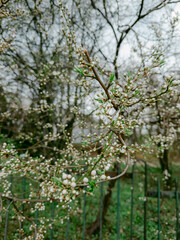 Close-Up of Blooming Branch – Delicate Spring Flowers in Full Blossom