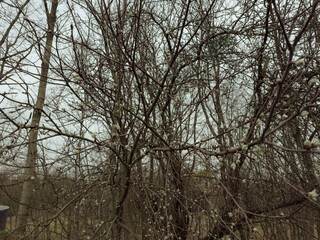 Obraz premium Close-Up of Blooming Branch – Delicate Spring Flowers in Full Blossom