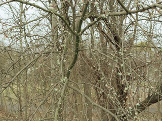 Close-Up of Blooming Branch &ndash; Delicate Spring Flowers in Full Blossom