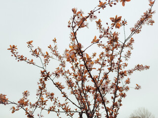 Close-Up of Blooming Branch – Delicate Spring Flowers in Full Blossom