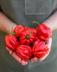 Farmer hands full of juicy red habanero peppers. Close-up shot of fiery hot Capsicum chinense pepper