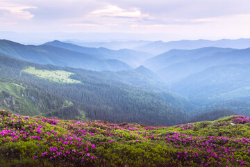 Evening scene with a mountain meadow filled with blossoming rhododendron flowers and mountain...