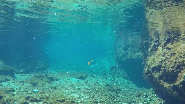 Underwater view of rocks and algae in gran cenote, tulum, mexico