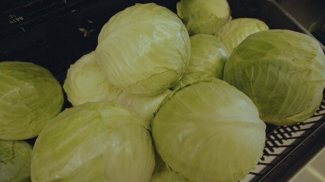 Fresh heads of cabbage neatly stacked on a grocery store shelf, showcasing their crisp green leaves and firm texture in a well-lit retail environment