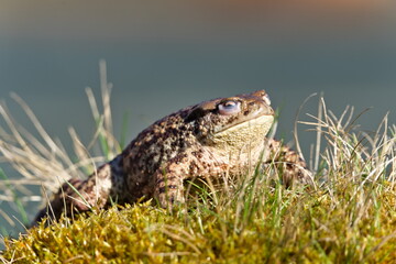 Dead common toad Bufo bufo female. Huge frog from Czech republic. Female was drowned by males during mating.